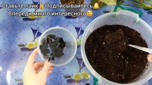 Удивительный СИНГОНИУМ Пинк Флекед?Каждый лист уникален?Формирование куста?Размножение?Пересадка?