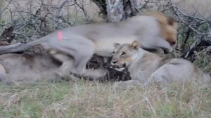 Шприцеметы DAN-INJECT