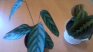 Маранта и калатея выращивание и уход в домашних условиях