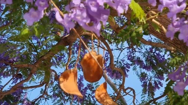 ЭТО ДОЛЖЕН ВИДЕТЬ КАЖДЫЙ! Сиреневое /цветет жакаранда/ смотреть онлайн