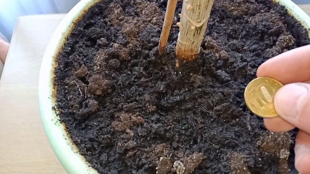 Денежные приметы, как привлечь деньги чтобы водились в доме