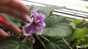 Как цветут фиалки без подсветки? Мои подоконники