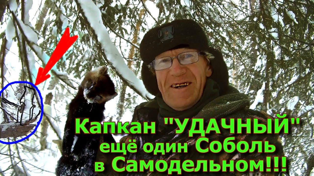 Капкан "Удачный" Ещё один Соболь в Самодельном!!!