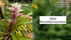 BROMELIA PART 18 | GUZMANIA #8 (Bromeliad) VARIETIES | Plant id | Tanaman Hias | Nanas-nanasan