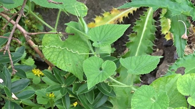 Thladiantha dubia čes. loubenka pochybná смотреть онлайн