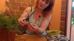 АМПЕЛЬНАЯ ГВОЗДИКА ЧЕРЕНКОВАНИЕ ??