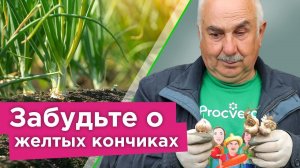 ПОЖЕЛТЕЛ ЧЕСНОК? Сделайте так, и он быстро станет изумрудно-зеленым!