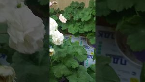 ИВ Галина Уланова