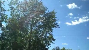 Красивейшее явление природы - тополиный пух