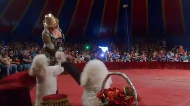 Дрессированные собаки смотреть онлайн