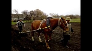 Сажаем картошку лошадью и сохой. Как сажали наши деды и прадеды .
