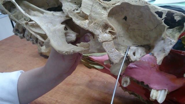 Кости мозгового отдела крс смотреть онлайн