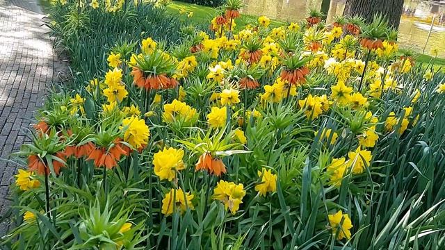 KEUKENHOF GARDENS 2019 смотреть онлайн