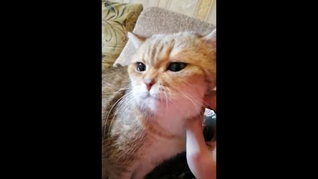 Почесунчики для кота | кошка и массаж