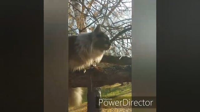 Мейн-кун Валькирия 1год. смотреть онлайн