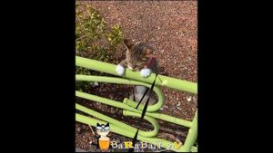 Смешные кошечки заставят улыбаться и поднимут настроение.