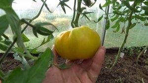 Обзор томатов. Жёлтые и оранжевые сорта