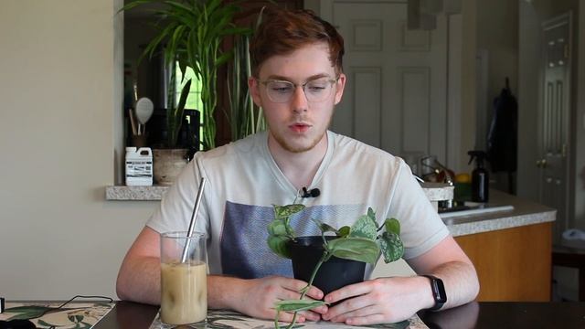 Houseplant Care Guide :: Scindapsus Pictus смотреть онлайн