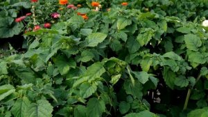 Обзор огорода интересных культур! Огород моей мечты