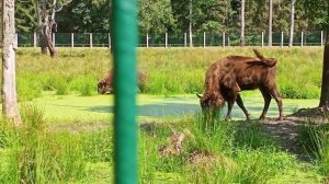 Зубры в Беловежской пуще