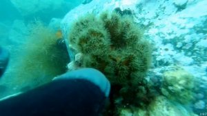 Осьминоги. дайвинг в море. Подводный мир. Мидии. Гребешок. Дайвинг в японском море.