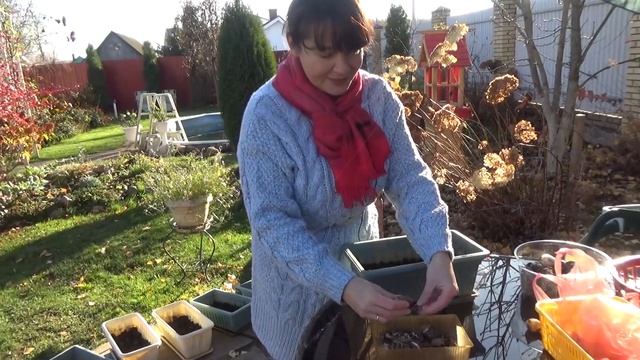 ТЮЛЬПАНЫ в КАШПО, КОНТЕЙНЕРАХ и ГОРШКАХ! Когда и как сажать? Где и как хранить? ПОЗДНО сажать МОЖНО