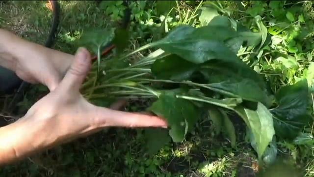Эхинацея. Посадка и деление