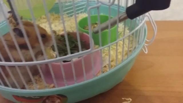 Вкусняшки для хомяка/Мой хомяк/Кормим хомяка смотреть онлайн