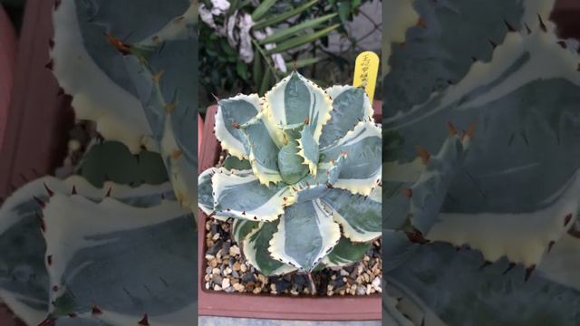 甲蟹的小型種 - 王妃甲蟹 Agave Isthmensis