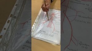 Ветви брюшной аорты и воротная вена. Соколова Е.А.
