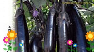 Баклажан Арап (Баклажан). Краткий обзор, описание характеристик, где купить семена solanum melongen