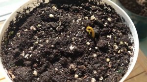 Как вырастить манго на подоконнике? Вы просили, я постаралась???Как поживает Киви