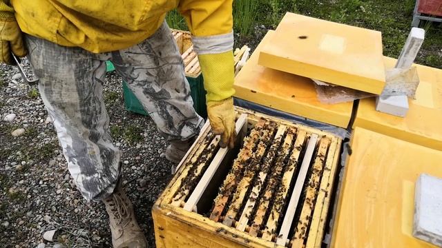 Как отстроить много вощины? Полезно начинающим пчеловодам.