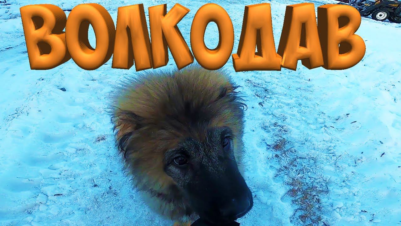 КАК ПРИУЧИТЬ К НАМОРДНИКУ ВОЛКОДАВА?! КАВКАЗСКАЯ ОВЧАРКА ! [Жизнь в деревне]