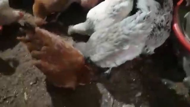 Мясояичные породы кур.