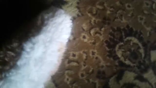 Mr.Propper (рингтоны для звонка) смотреть онлайн