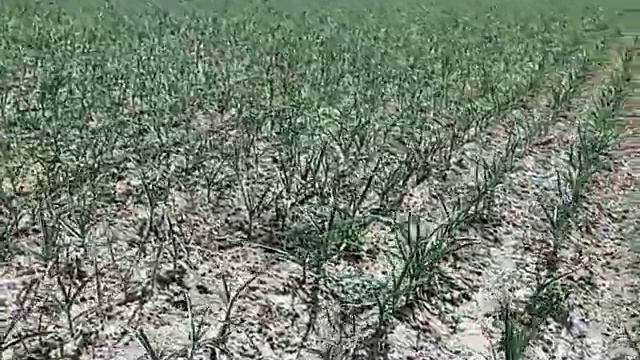 Основной участок сорт чеснока любаша на 19.05.19. Состояние озимого лука в условиях Черниговской об смотреть онлайн