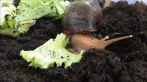 Улитка Турбо