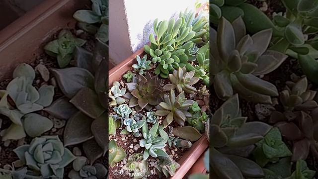 ilk video ilk heyecan ☺️ #sukulentbakımı смотреть онлайн