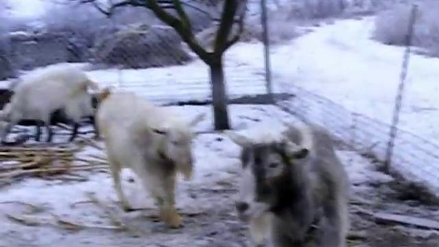 Содержание коз зимой. Рождественское утро. The content of the goats in the winter. смотреть онлайн