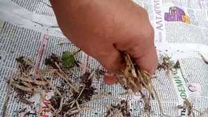 Свои семена капусты?