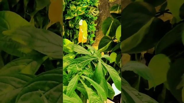 Пахистахис жёлтый в переводе - толстый шип или густой колос. В России называют его "золотая свеча" смотреть онлайн