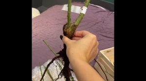 Питомник «аромат роз» Вскрываю посылку. Осень 2023? Розы с фот