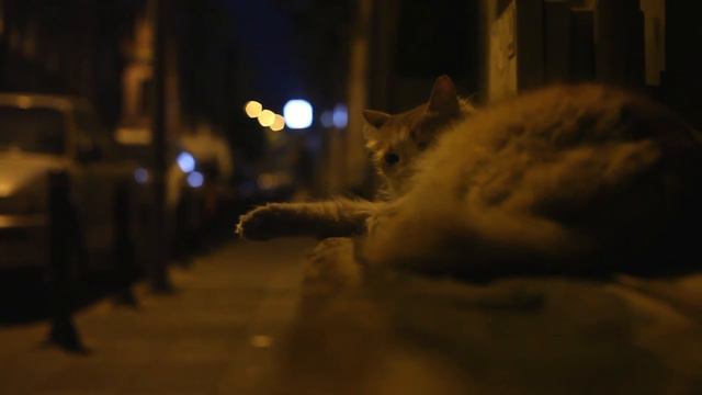Fazıl Say - Chopin: Nocturnes