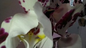 Орхидеи цветут!  Три варианта цветения орхидеи Танго