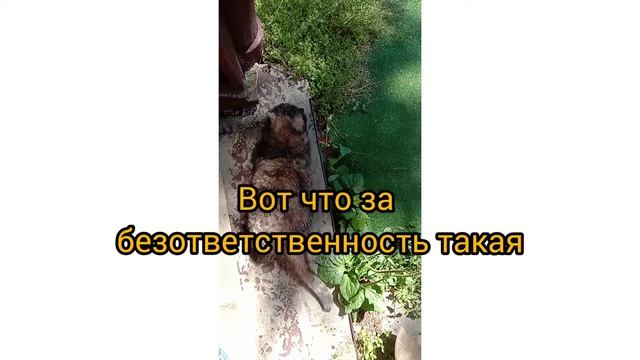 Деревня для Буси - это серьезно смотреть онлайн