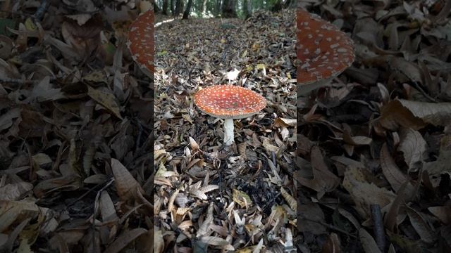 Amanite tue-mouches - Amanita muscaria Short