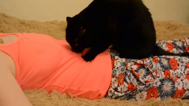 Кот делает массаж. Прикольное видео с котом. Кошка. смотреть онлайн