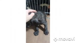 Щенки Кане Корсо в 1,5 месяца. Kane corso puppies.