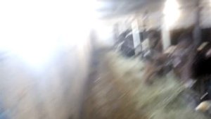 Сарай для быков первый год эксплуатации. Все +—